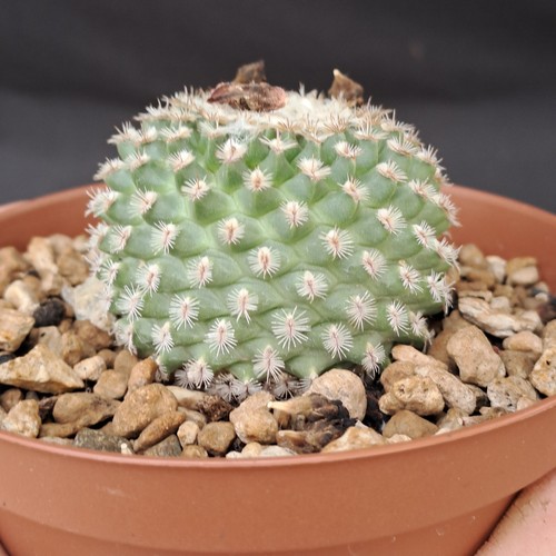 Turbinicarpus pulcherrimus