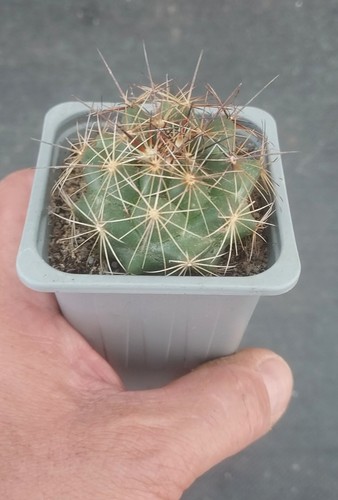Coryphantha ramillosa - coryphantha,