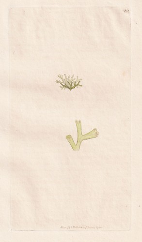 Riccia flutans muschio muschio