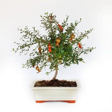 Kentis bonsai melograno - -,