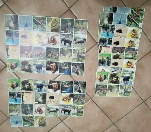 Tombola degli animali - tombola,