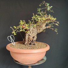 PRE BONSAI ESEMPLARE DI QUERCIA DA SUGHERO