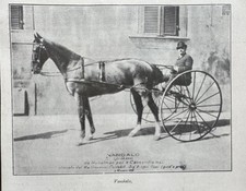 CORSE CAVALLI TROTTO IPPODROMO ARGENTO VANDALO BIAGIO OPPI GIUSEPPE ROSSI 1912