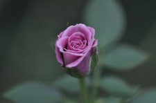 Testato! Opt MINT SMC Pentax