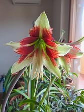 Hippeastrum AP x bukasovii -