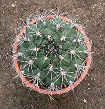 GYMNOCALYCIUM SAGLIONIS -