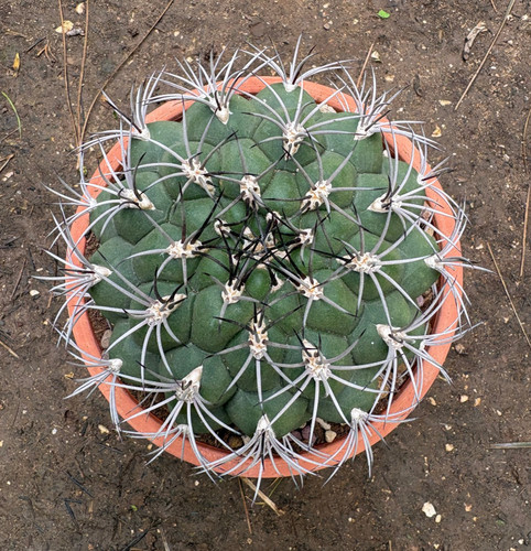 Gymnocalycium saglionis - saglionis,