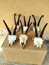 TROFEI DI CACCIA ESEMPLARI CRANI E CORNA DI CAMOSCIO TASSIDERMIA VENDO LOTTO