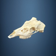 590SKU Teschio di cervo