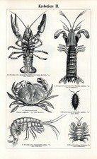 Stampa Antica 1897 = CROSTACEI