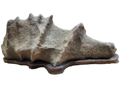 Roccia bonsai giapponese - , a