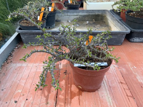 700 sarcocaulon camdeboensis - sarcocaulon,