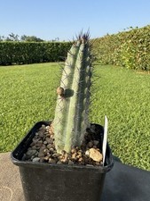 Cereus Aethiops Cactus