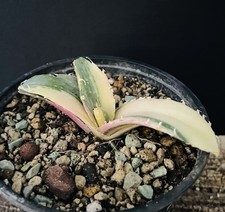VERY RARE! Agave Titanota