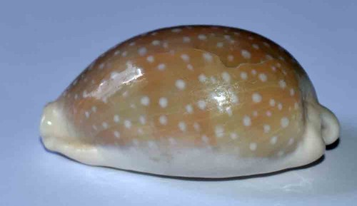 Coquillages cypraea camelo - coquillages,