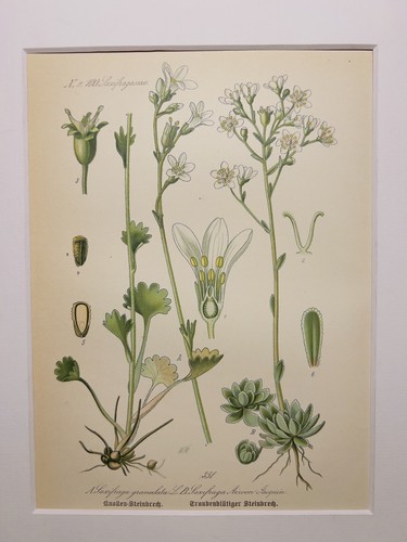 Stenbrech laxifraga 1886 - laxifraga,