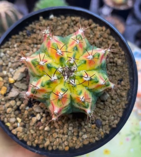 Gymnocalycium mihanovichi