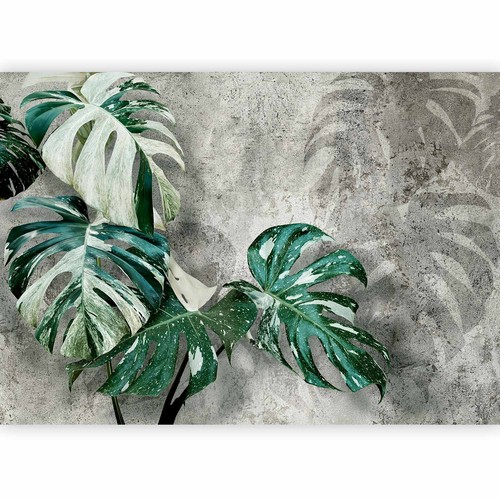 Monstera variegata foglie - monstera,