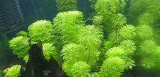 Limnophila sessiliflora, pianta a crescita rapida per acquari d'acqua dolce.