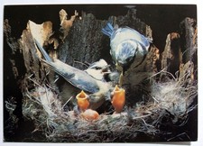 Postcard - BLUE TITS, Dixon