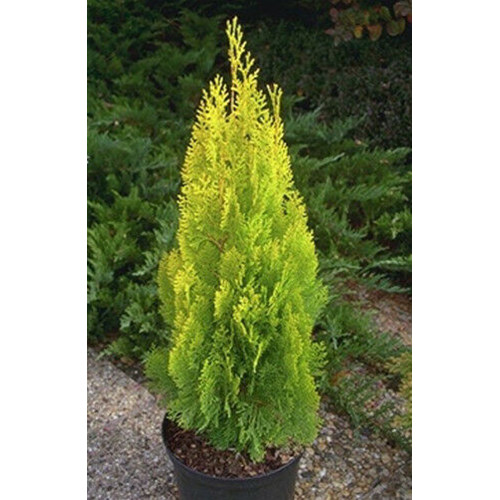 Pianta thuja piramidalis - pianta, di
