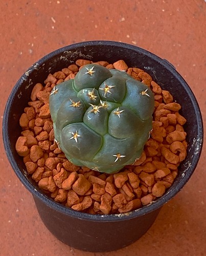Coryphantha elephantidens - , cv