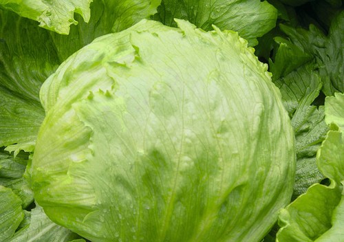 Lattuga iceberg - iceberg,