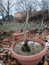 PRE BONSAI DI BIANCOSPINO