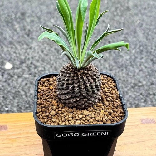 Pianta cactus succulenta - pianta,
