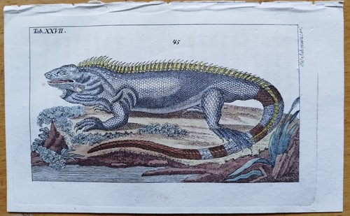 Iguana guglielmo anfibio - -,