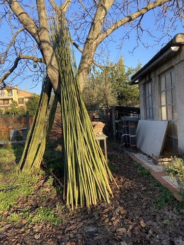 Canne bambu altezza 5 - di,