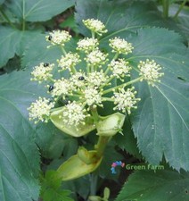 5 semi Angelica Keiskei Ashitaba foglia di domani Koidzumi erba medica biologica