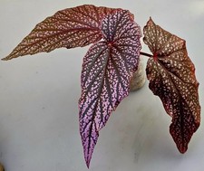Begonia Mutazione Linda Rossa