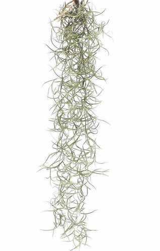Spanish moss mini - spanish,