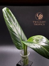 Rare Monstera Standleyana Albo