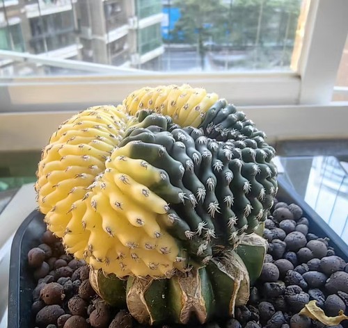 Cristata variegata innestata