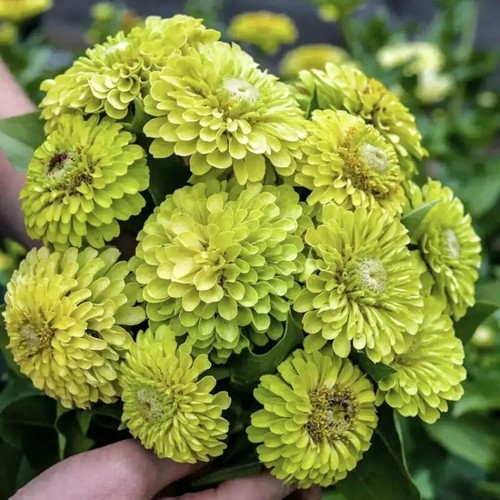 Zinnia envy - -, elegans