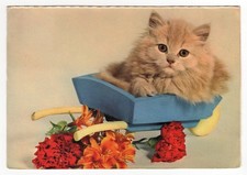 Gatto persiano cucciolo su