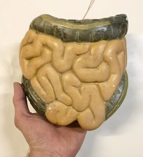 Modello Anatomico Antico