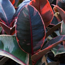 1 PIANTA DI FICUS BELIZE IN
