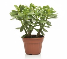Crassula ovata pianta grassa - pianta,
