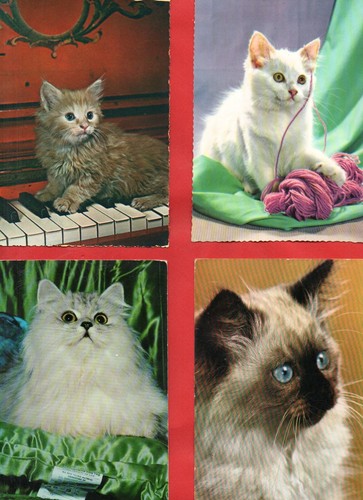Gatti lotto cartoline fg - lotto,