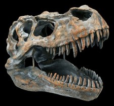 Teschio - Tyrannosaurus Rex medio - fossile Dino T-Rex scheletro teschio decorazione