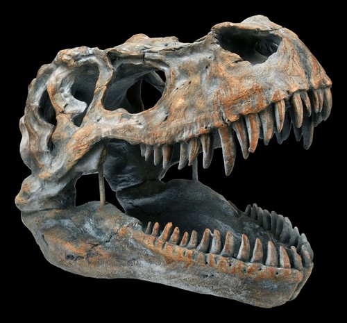 Teschio tyrannosaurus rex - tyrannosaurus,