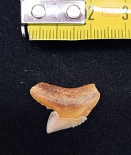 DENTE di Squalo Tigre - Shark