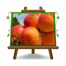 Albicocco Paviot Alberi da