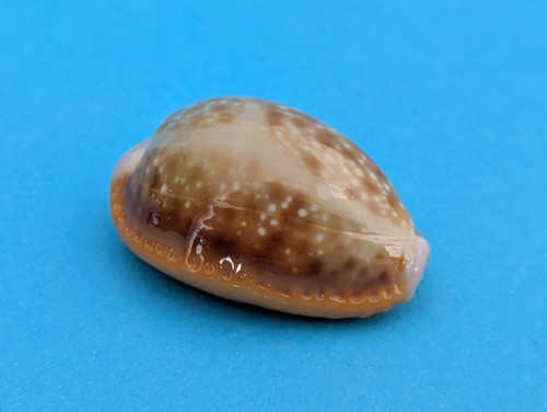 Cypraea helvola meridionalis