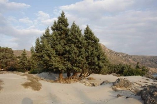 Juniperus oxycedrus macrocarpa