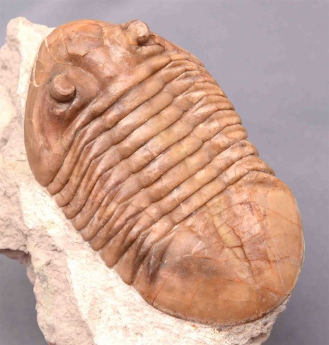 Asaphus plautini polixenus - plautini,