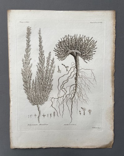 Incisione antica botanica - incisione, antica,